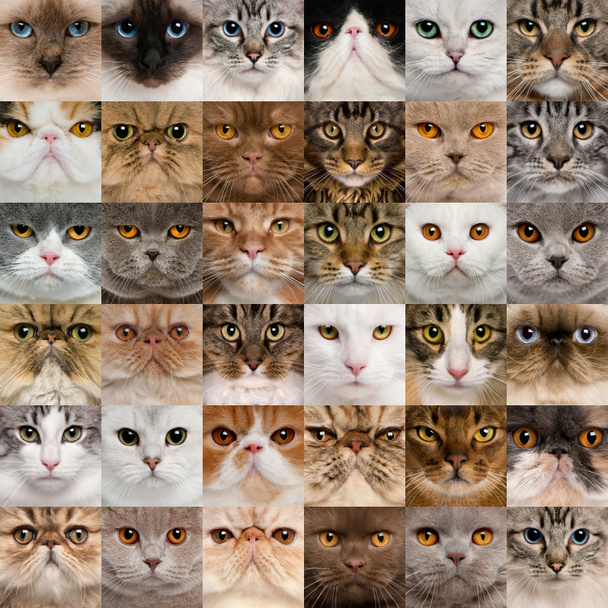 Collage of 36 cat heads - Photo, Image