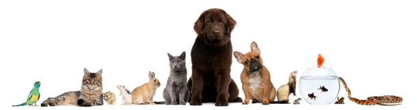 Grupo de mascotas sentadas frente al fondo blanco
 - Foto, imagen