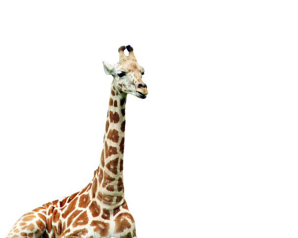 Жираф изолирован
 - Фото, изображение