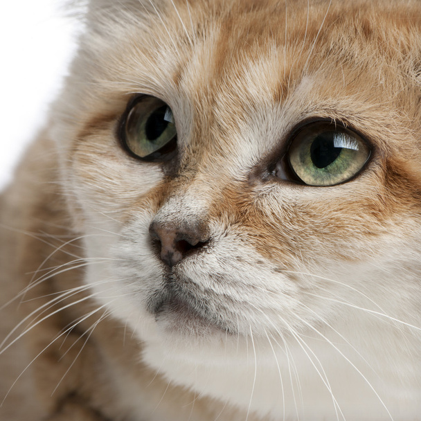 Sand cat, Felis margarita, 17 years old, sitting in front of white background - Photo, Image