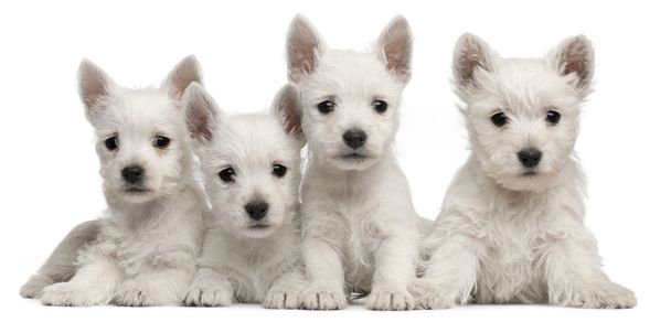 Quattro cuccioli di West Highland Terrier, di 7 settimane, davanti a uno sfondo bianco
 - Foto, immagini
