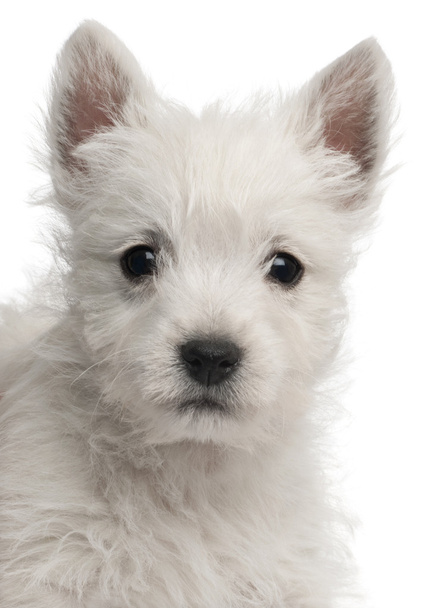 Close-up do cachorro West Highland Terrier, 7 semanas, em frente ao fundo branco
 - Foto, Imagem