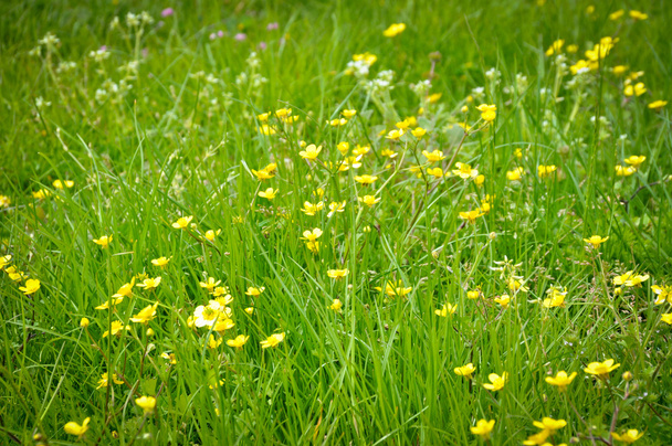 Grama e flores amarelas
 - Foto, Imagem