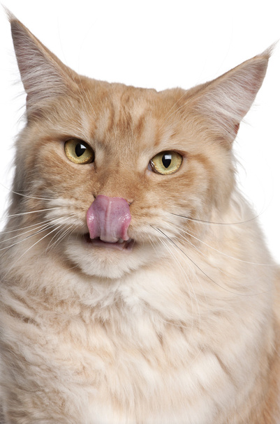 メインクーン猫ネコ 2 歳で、白い背景の前に唇をなめるのクローズ アップ - 写真・画像