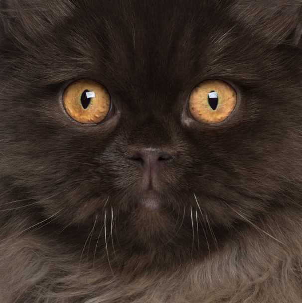 Close-up of British Longhair cat, 6 months old - Photo, Image