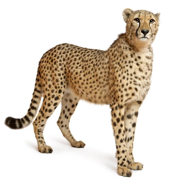 Cheetah, Acinonyx jubatus, 18 meses, sentado em frente ao fundo branco
 - Foto, Imagem