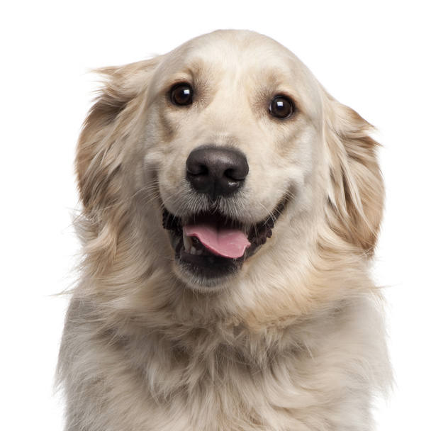 Golden Retriever, 2 years old, sitting in front of white background - Foto, Imagen