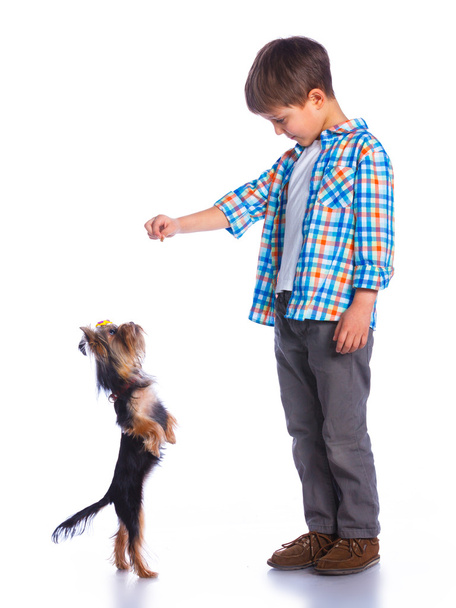 Chico jugando con su yorkshire terriers
 - Foto, Imagen