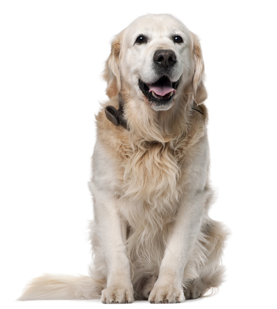 złoty pies myśliwski, 11 lat, siedzący z przodu białe tło - Zdjęcie, obraz