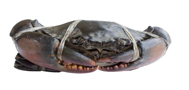 RAW krab czarny - Zdjęcie, obraz