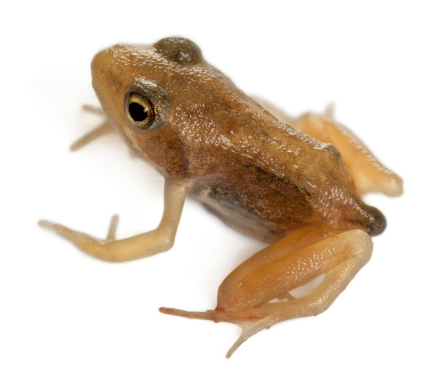 Nearly adult Common Frog, Rana temporaria, 16 weeks old, in front of white background - Photo, Image