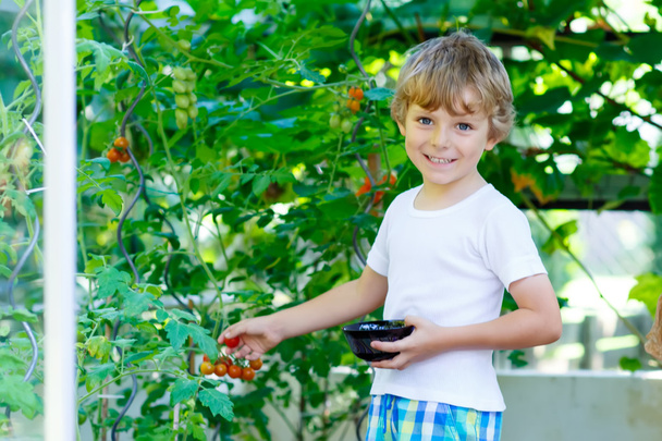 温室でトマトを選ぶ子供男の子 - 写真・画像