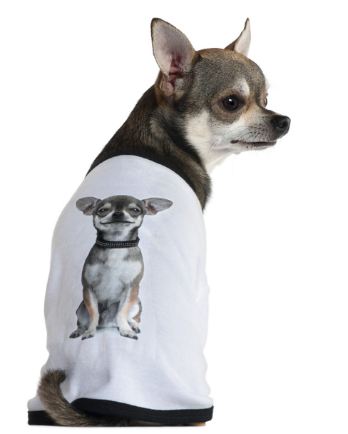 Chihuahua dressed with a t-shirt with a photo of himself, 3 years old, in front of white background - Photo, Image