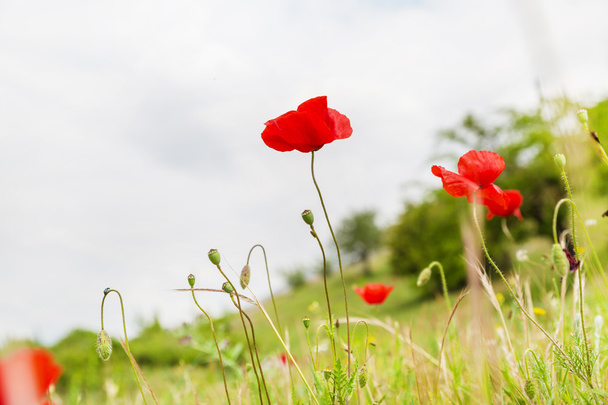 野原の赤いケシの花、追悼の日のシンボル - 写真・画像