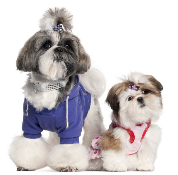 Shih Tzu's dressed up, 2 years old and 3 months old, in front of white background - Photo, Image