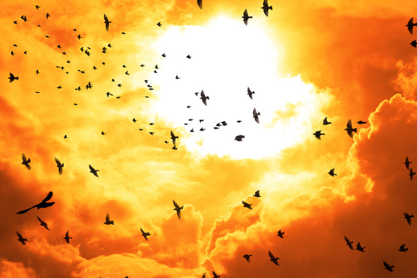  明るいオレンジ色の夕日に飛んでいる鳥 - 写真・画像