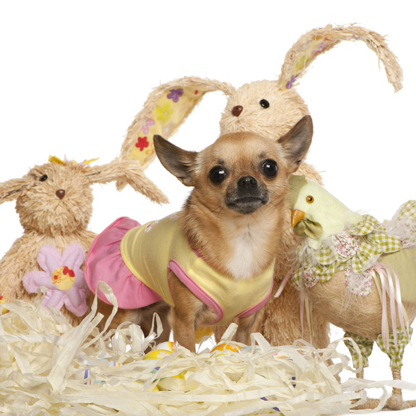 Chihuahua verkleed en staande met Pasen opgezette dieren in - Foto, afbeelding