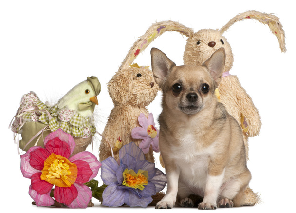 Chihuahua zitten met Pasen gevulde dieren voor wit - Foto, afbeelding