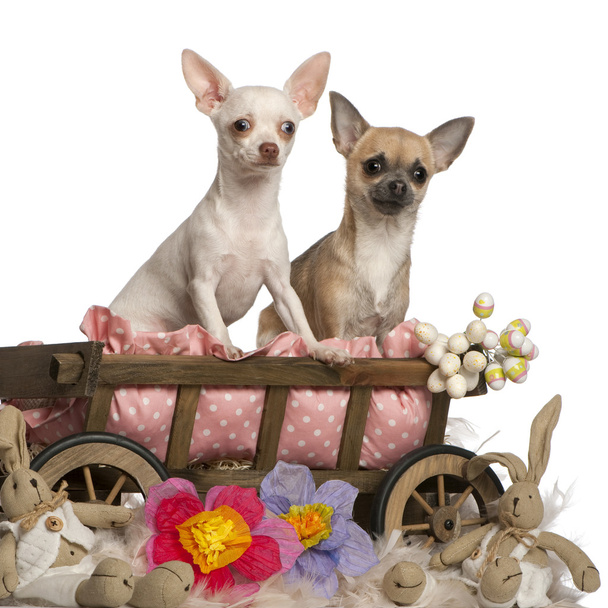 Chihuahuas, 13 months old and 7 months old, sitting in dog bed wagon with stuffed animals in front of white background - Photo, Image