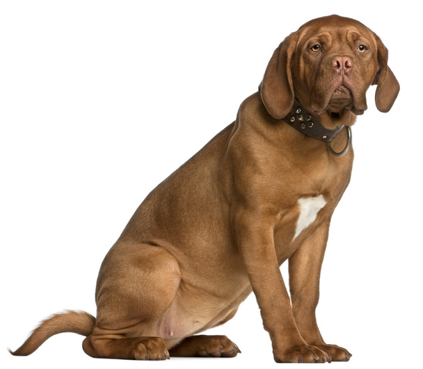 Dogue de Bordeaux puppy, 6 months old, sitting in front of white background - Photo, Image