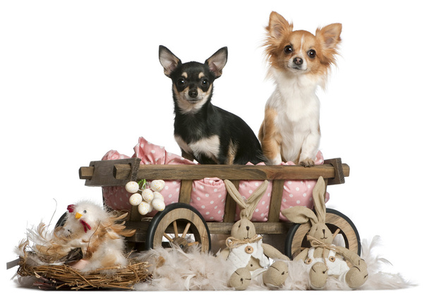 Chihuahuas, 14 mois, assis dans un chariot pour chien avec des animaux en peluche de Pâques devant un fond blanc
 - Photo, image