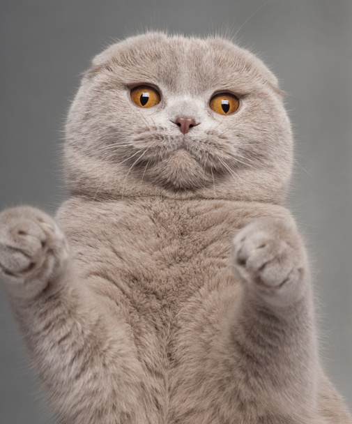 Scottish Fold cat, 9 and a half months old, sitting in front of white background - Photo, Image