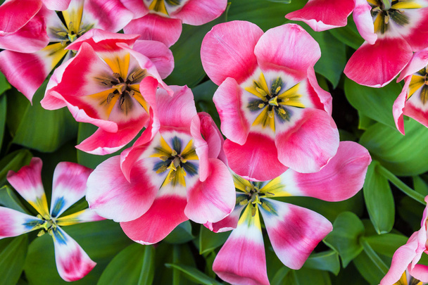 Zářivý barevný šatní pohled na růžové a bílé tulipány pozadí dovolené - Fotografie, Obrázek