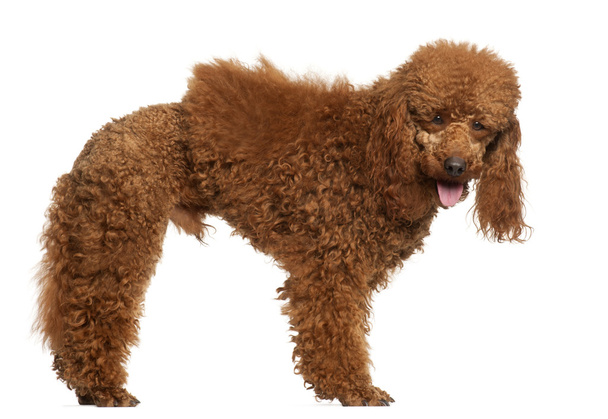 Poodle, 1 year old, standing in front of white background - Photo, Image