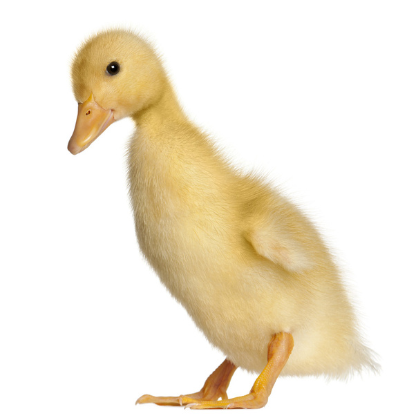 Duckling, 1 week old, standing in front of white background - Photo, Image