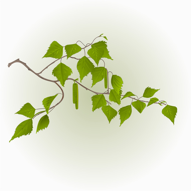 Birch twig with catkins vector - Vector, Image