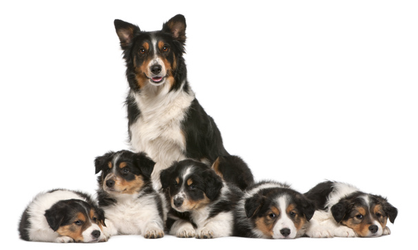Female Border Collie, 3 years old, and Border Collie puppies, 6 weeks old, in front of white background - Photo, Image