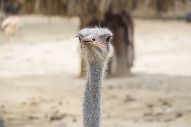 Struthio camelus hoofd, struisvogel kop - Foto, afbeelding