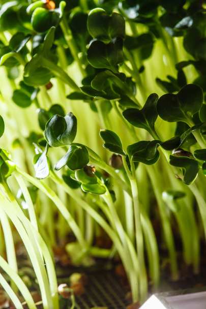 Green nutritious sprouts - Foto, Imagen