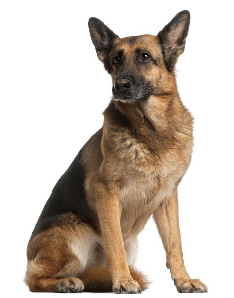 German Shepherd Dog, 10 years old, sitting in front of white bac - Photo, Image