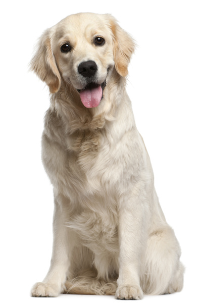 Golden Retriever, 10 months old, sitting in front of white backg - Фото, изображение