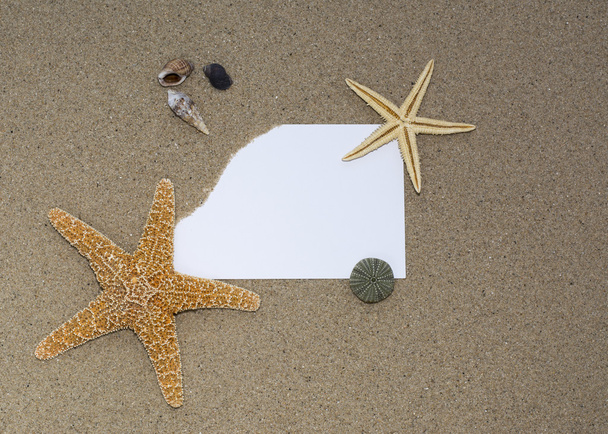 Coquilles et étoiles de mer sur un sable fin
 - Photo, image