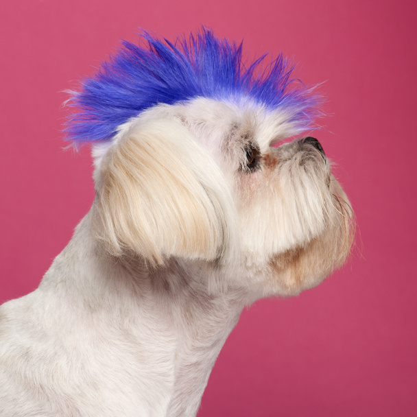 Close-up of Shih Tzu with blue mohawk, 2 years old, in front of - Photo, Image