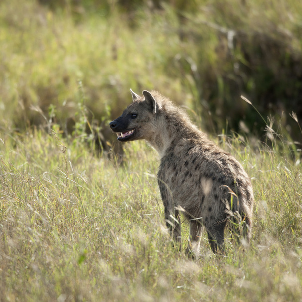 Hyena em Serengeti National Park, Tanzânia, África
 - Foto, Imagem