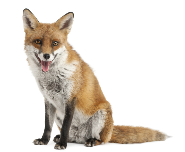 Red Fox, Vulpes vulpes, 4 года, на белом фоне
 - Фото, изображение