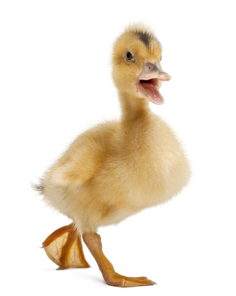 Domestic duckling standing in front of white background - Photo, Image