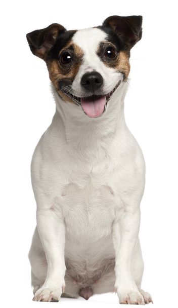 Jack Russell Terrier, 3 years old, sitting in front of white background - Fotó, kép