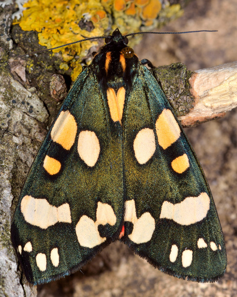 Scarlet tiger moth (Callimorpha dominula) - Photo, Image