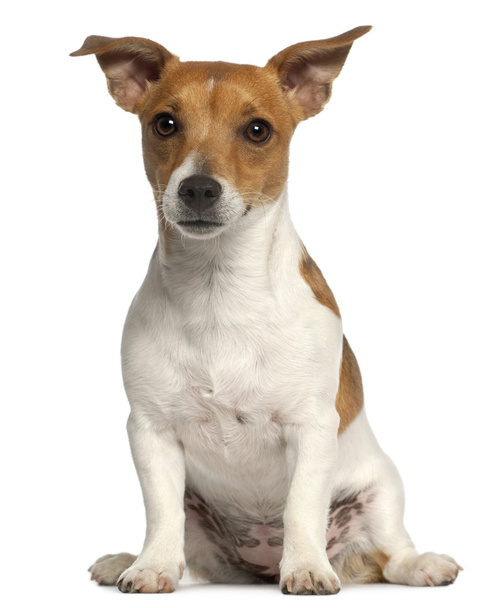 Jack Russell Terrier, 10 months old, sitting in front of white background - Фото, зображення