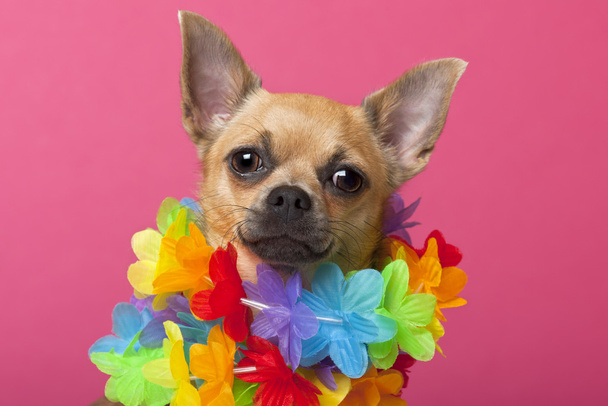 Close-up of Chihuahua wearing colorful lei, 12 months old, in front of pink background - Fotó, kép