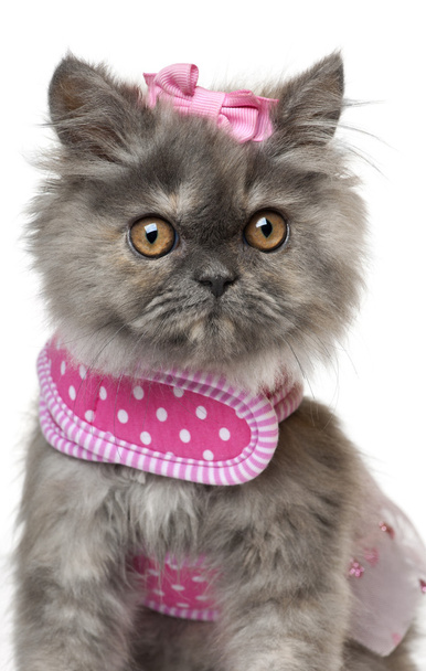 Gattino persiano vestito di rosa, 3 mesi, davanti allo sfondo bianco
 - Foto, immagini