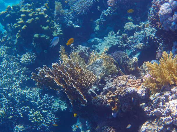 Tropical coral reef - Photo, Image