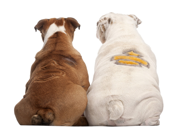 Rear view of English Bulldogs with design on their back, 2 years old and 7 months old, in front of white background - Photo, Image