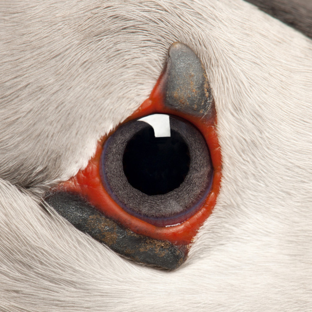μεγέθυνση του Ατλαντικού puffin μάτι ή κοινή puffin μάτι, fratercula arctica - Φωτογραφία, εικόνα