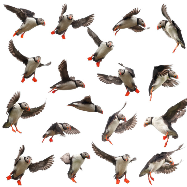 Collection of Atlantic Puffin or Common Puffin, Fratercula arctica, in flight in front of white background - Photo, Image