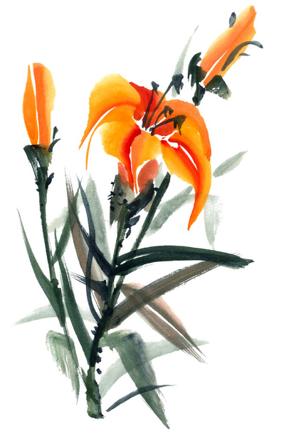 Lily. Flowers illustration.. - Фото, изображение